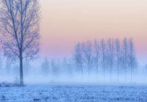 иней, поле, розовый, сиреневый, Зима, снег, деревья