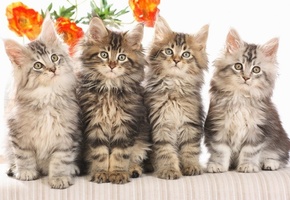 четверо, котята, цветы