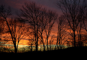 Природа, небо, деревья, закат, вечер, сумерки, силуеты
