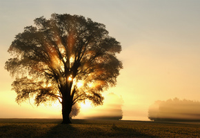 рассвет, поле, деревья, солнце, лучи, дерево, свет, Утро