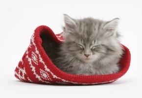 шапка, спит, кот, фон, белый