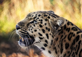 взгляд, Леопард, усы, хищник, морда