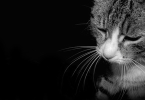 черно, темнота, белое, Кот, тоска, грусть, печаль