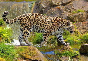 Ягуар, камни, водопад, большая кошка, идёт