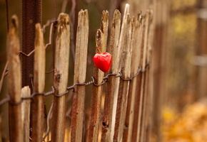 Забор, сердце, свет