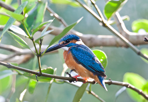 Птица, ветка, зимородок