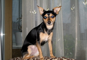 Собака, лето