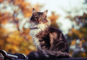 котик, кошак, кисуля, кот, киса, котяра, котэ, Кошка