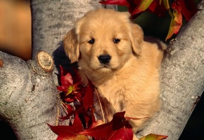 щенок, дерево, листья