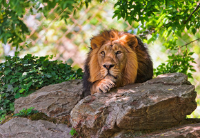 тень, лежит, смотрит, Лев, камни, отдых