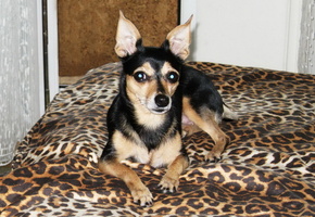 Собака, море