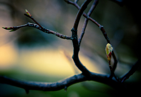 ветка, Макро, весна, ветки, листья