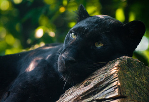 наблюдает, лежит, Чёрная пантера, хищник