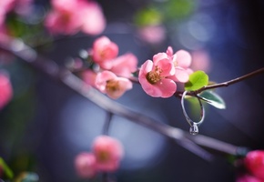 розовый, цветок, Ветка, веточка, лепестки, листья