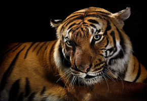 черный фон, дикие кошки, Тигр, хищник