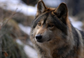 взгляд, Волк, хищник