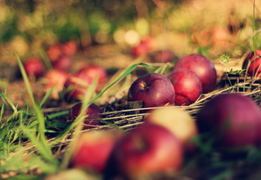 orchard, боке, apple, трава, bokeh, макро, Земля, яблоки