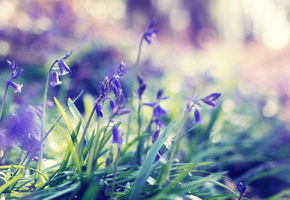 весна, трава, Spring, цветы