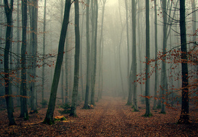 лес, осень, ветки, wood, листва, туман, деревья, Foggy