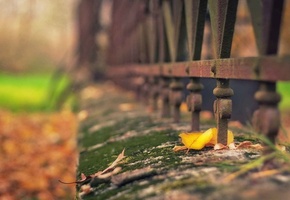 забор, Макро, лист