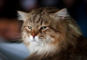 мордочка, Кот, взгляд, пушистый