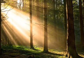 солнце, Лес, деревья