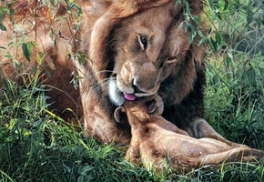 арт, львёнок, лев, отцовство, fathers day, Terry isaac, ласка