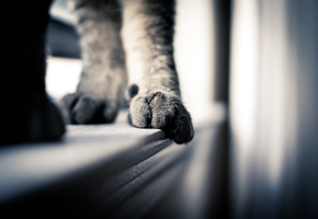 лапы, кошка, Макро