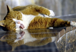 Кот, язык, поза