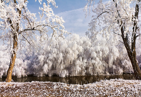 зима, река, ивы, деревья, иней, Природа