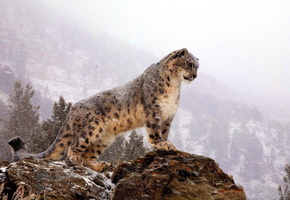 стоит, Снежный барс, ирбис, горы, скала, метель, смотрит