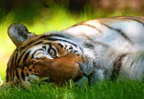 лежит, морда, усы, интерес, полоски, взгляд, Тигр, трава