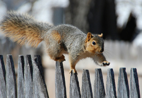 прогулка, squirrel, fence, забор, promenade, Белка