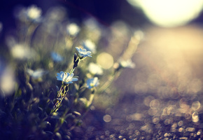 голубые, дорожка, цветы, растения, земля, Трава, дорога