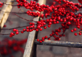 спелые, Дерево, плоды, вкусно, ветки, красные, ягоды