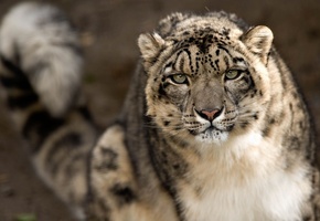 взгляд, морда, Снежный барс, ирбис, снежный леопард