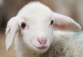 животное, деревня, Овца