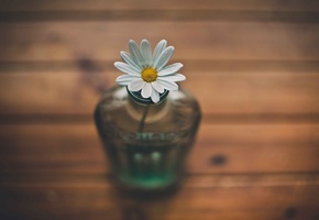 цветок, ромашка, Ваза