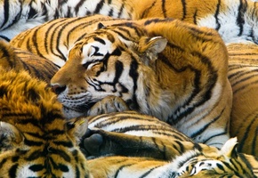 Тигры, хищники, predators, cats, tigers, 1920x1200, кошки