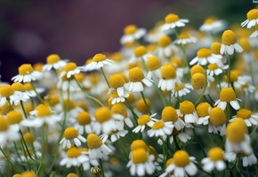 ромашки, Макро, природа