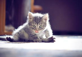 усы, глаза, фотограф ann_ann, мило, Котенок