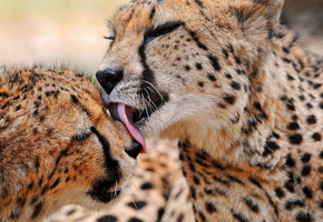 семья, хищник, Гепард