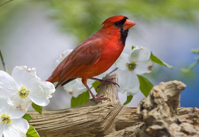 Кардинал, ветка, весна, цветы, птица, оперение, красная