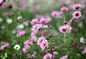 трава, поляна, растения, космея, поле, Цветы, розовые