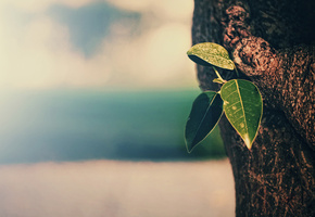 листья, текстура, Макро, кора, дерево, фон, ствол