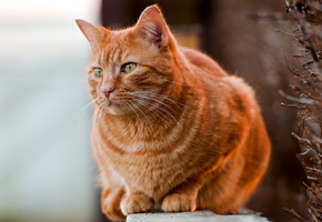 природа, фон, Кот