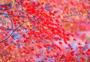 дерево, ветки, яркие, красные, Осень, листья