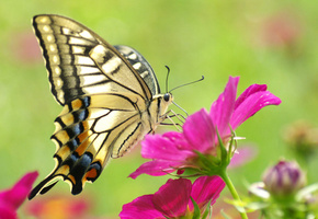 красочная, Макро, butterfly, желтая, красивая, бабочка, beauty