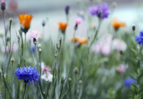 Поле, цветочки, васильки, розовые, синие, оранжевые
