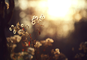 Растение, дерево, солнце